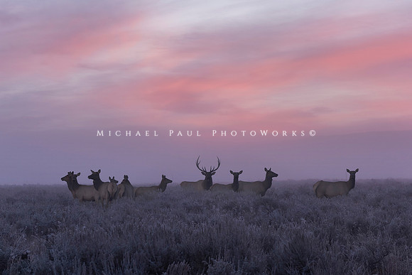 A Morning Gathering